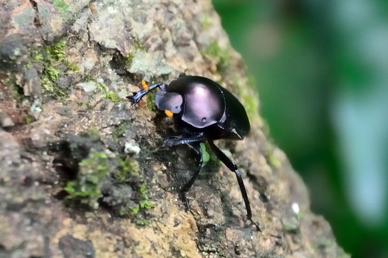 坪頂古圳 昆蟲 坪頂古圳 昆蟲