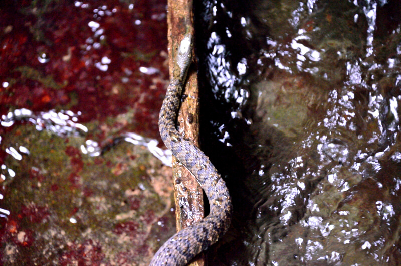 坪頂古圳 蛇 坪頂古圳 蛇