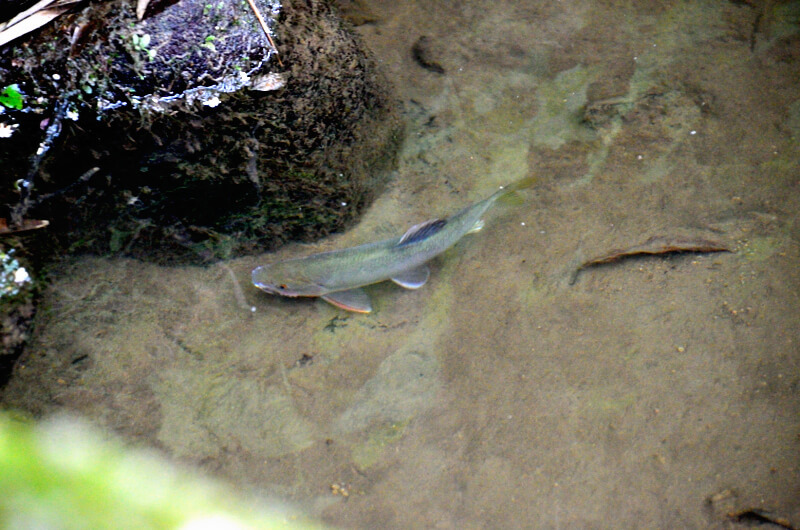 坪頂古圳  魚