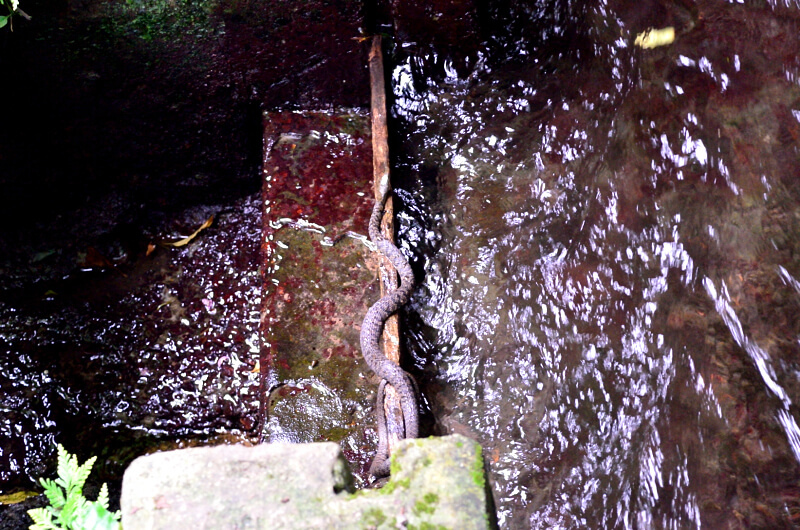 坪頂古圳 蛇 坪頂古圳 蛇