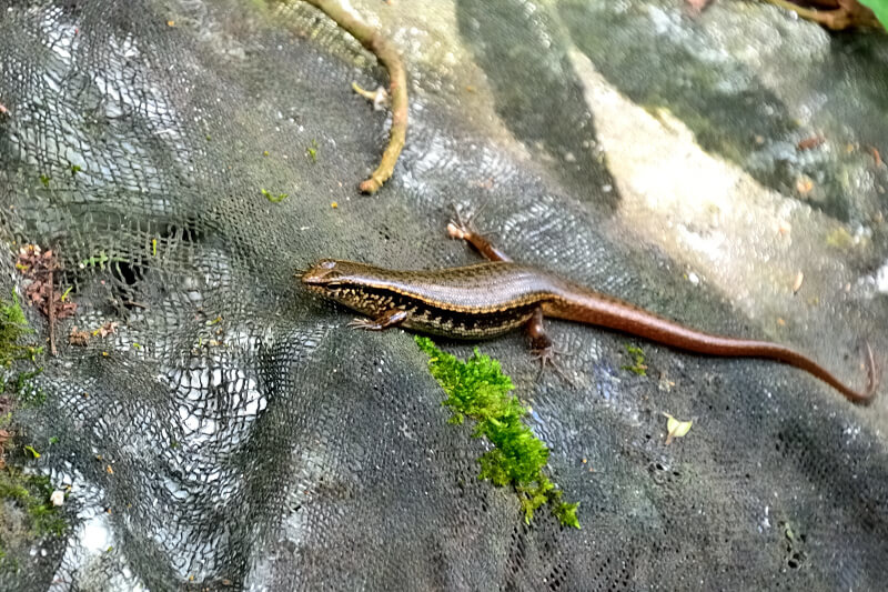坪頂古圳 石龍子 坪頂古圳 石龍子