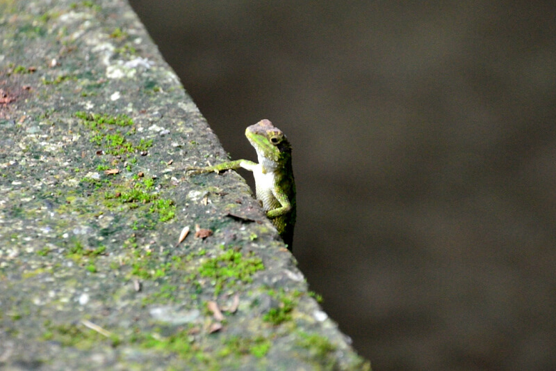 坪頂古圳 蜥蜴 坪頂古圳 蜥蜴