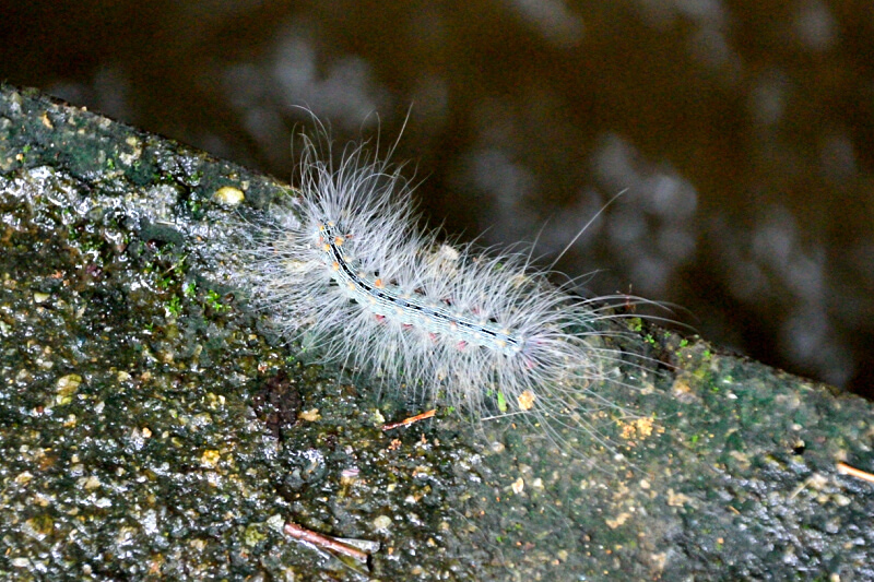 坪頂古圳 毛毛蟲 坪頂古圳 毛毛蟲