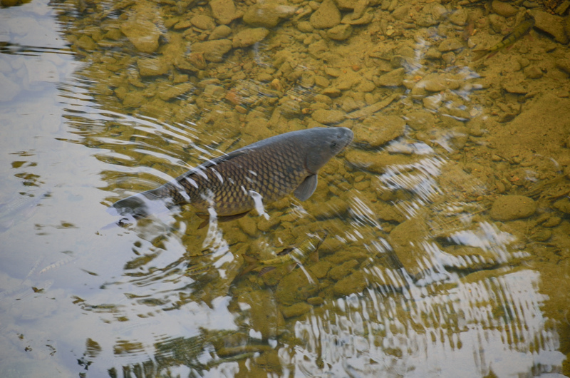 虎豹潭步道 溪魚