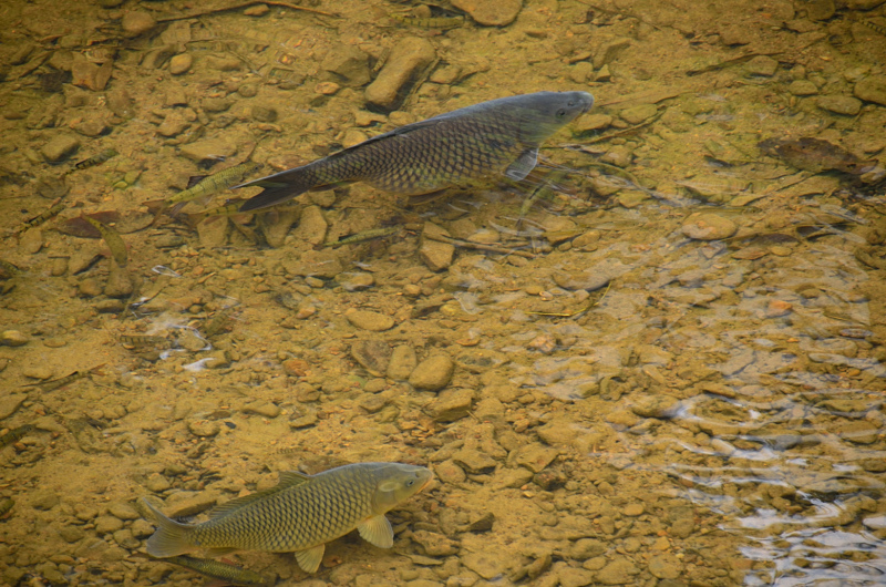 虎豹潭步道 溪魚