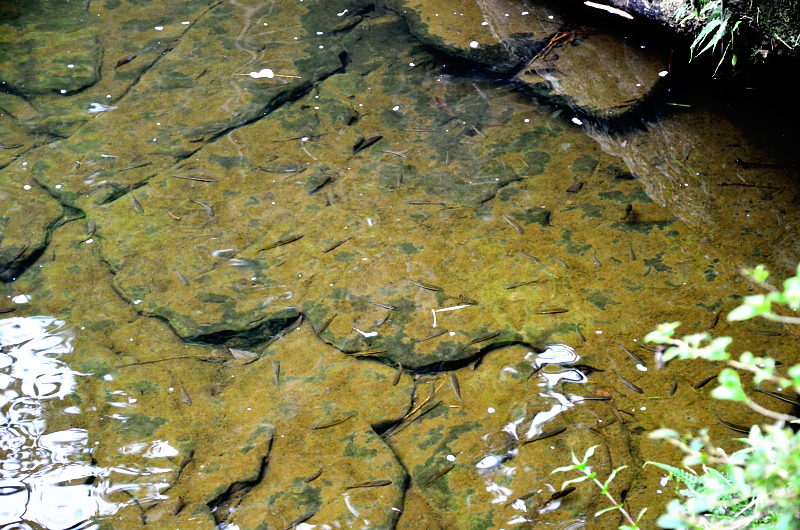 虎豹潭步道 溪魚