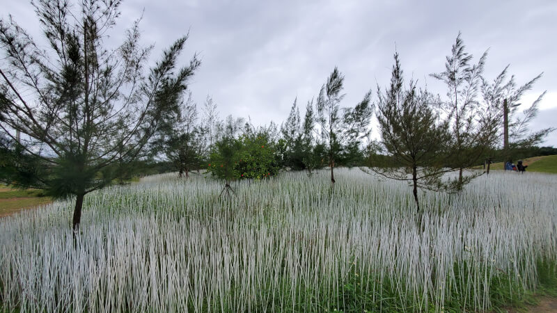 壯圍沙丘地景藝術節 坡白留青 壯圍沙丘地景藝術節 坡白留青