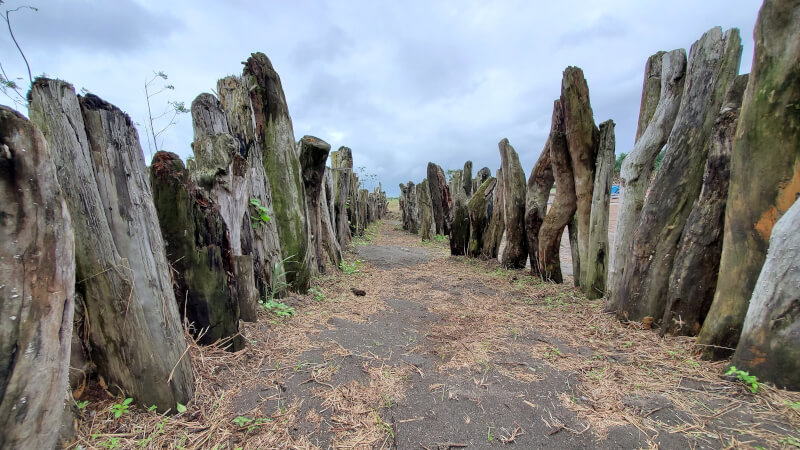 壯圍沙丘地景藝術節 漂流木