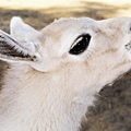 Picture 042b San Juan LLama baby.jpg