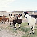 Picture 042a San Juan LLama group.jpg