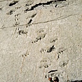 Picture 052 Sucre Dinosaur Track .jpg