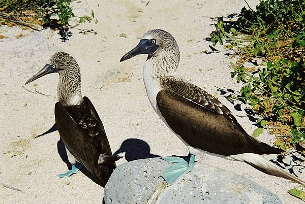 Picture 104 Galapagos Blue footed Boobies.jpg