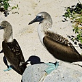 Picture 104 Galapagos Blue footed Boobies.jpg