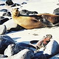 Picture 106 Galapagos Marine Iguana and Sea lion.jpg
