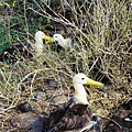 Picture 107 Galapagos Waved Albatross Closed up.jpg