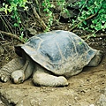 Picture 109 Galapagos Gaint Tortoise.jpg