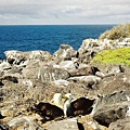 Picture 108 Galapagos Waved Albatross Colony.jpg