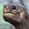 17b Lonesome George (資料圖片).jpg