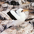 16ca Masked Booby.jpg