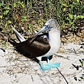 16c Blue-footed Boobies.jpg