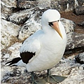 16cc Masked Booby.jpg