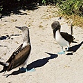 16b Blue-footed Boobies.jpg