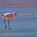 Bolivia 6 - Flamingo.jpg