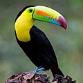 Bolivia3 - toucan.jpg