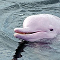 Bolivia3 - Pink river dolphin.jpg