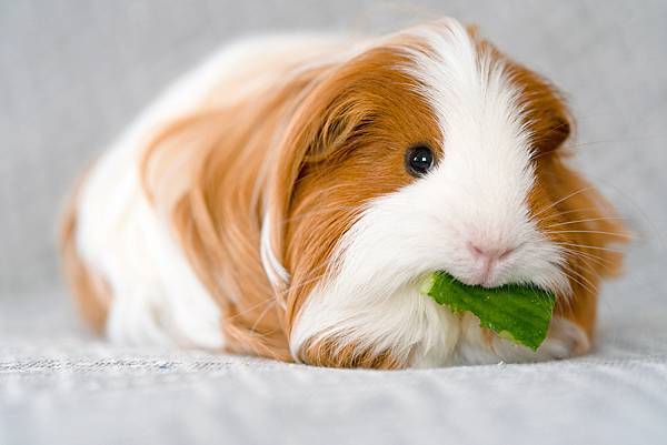 Ecuador 4 Guinea Pig.jpg