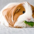 Ecuador 4 Guinea Pig.jpg