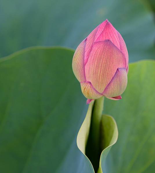 花仙子