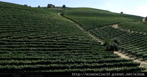 vineyard-1 vineyard-1