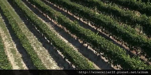 vineyard-2 vineyard-2