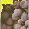 10.Dolcetto.jpg