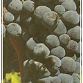 28.Pinot Noir.jpg