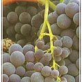 13.Grenache.jpg