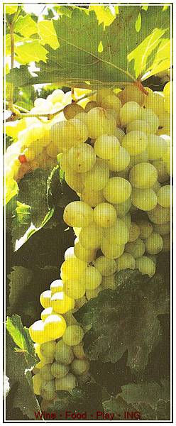15.Malvasia.jpg