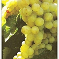 15.Malvasia.jpg