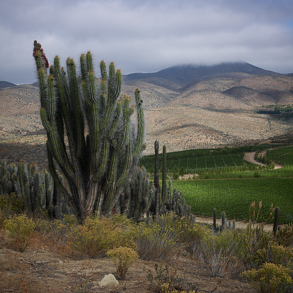 Foto-Cactus.png