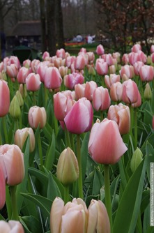 IMGP3873 IMGP3873