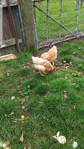 IMG_20180402_091619 IMG_20180402_091619