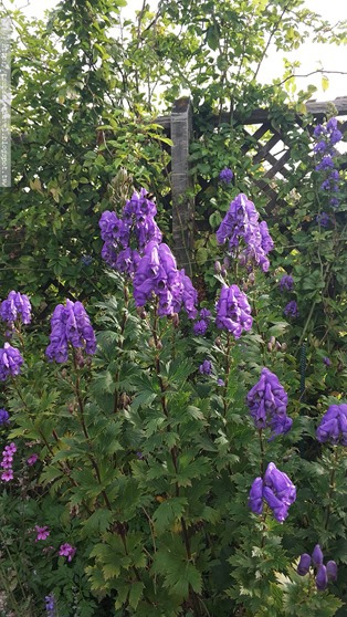 IMG_20180402_155505 IMG_20180402_155505