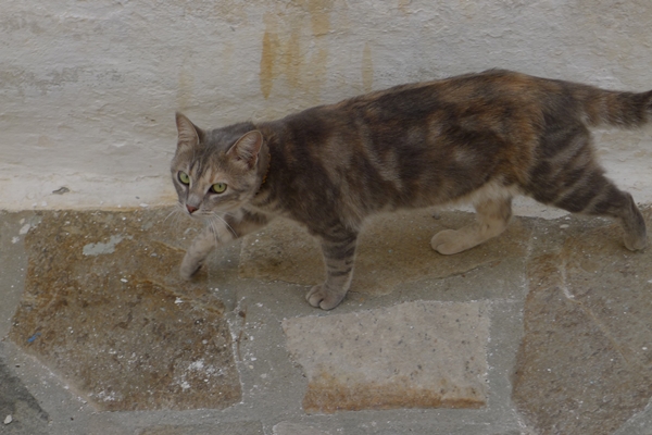 catgreeceP1050770