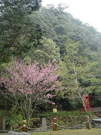 1030313杉林溪森林生態渡假園區 1030313杉林溪森林生態渡假園區