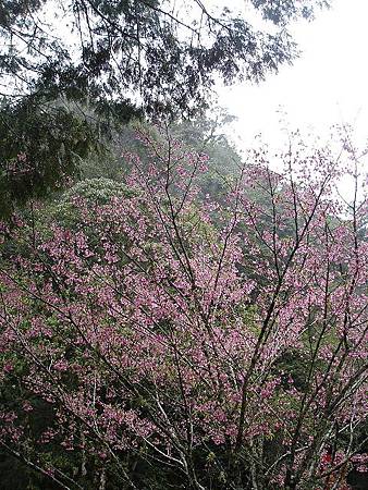 1030313杉林溪森林生態渡假園區 1030313杉林溪森林生態渡假園區