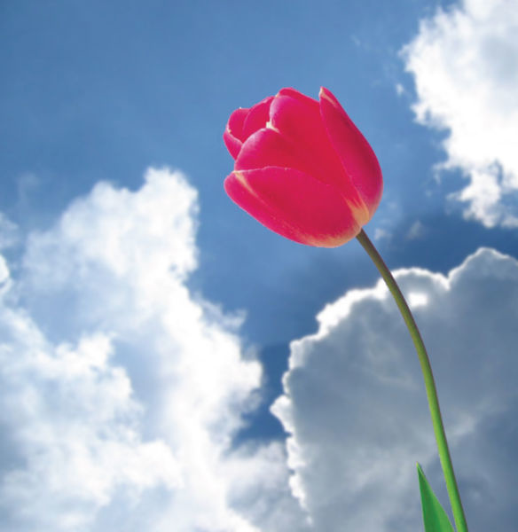 photo4design.com-43603-spring-flower.jpg