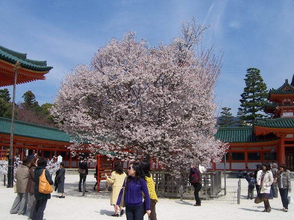 平安神宮前的櫻花