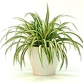 spider plant.jpg