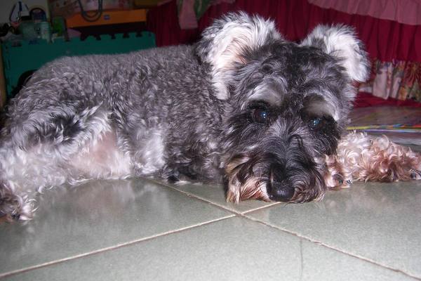 毛長長的雪納瑞